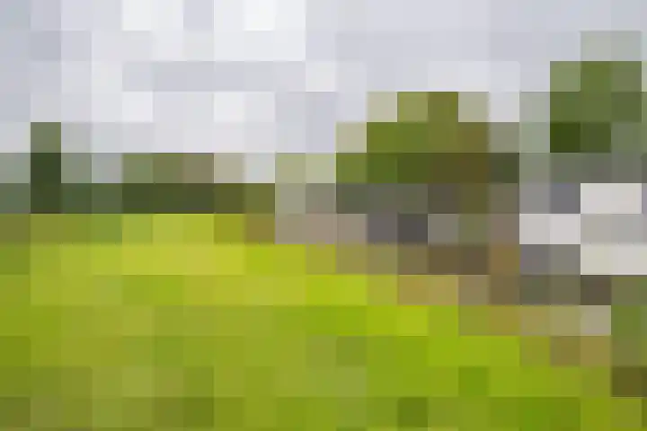Boerendanserdijk 2 S Zwolle thumbnail 7