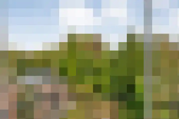 Boerendanserdijk 93 Zwolle thumbnail 22