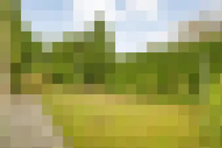 Boerendanserdijk 93 Zwolle thumbnail 40