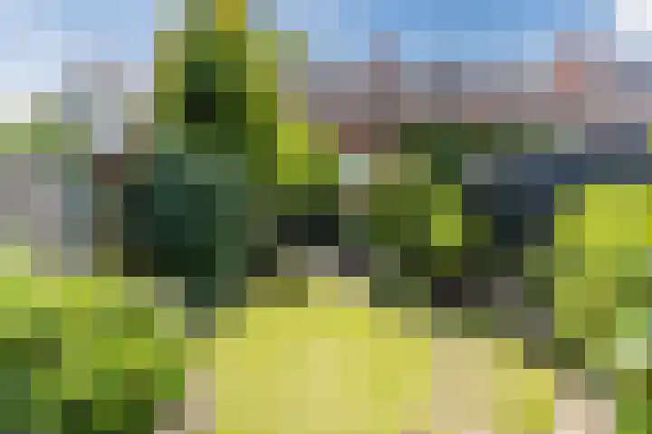 Boerendansweg 52 Venlo thumbnail 41
