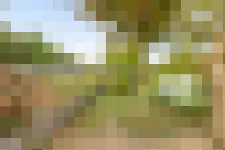 Boerendijk 64 Fijnaart thumbnail 33