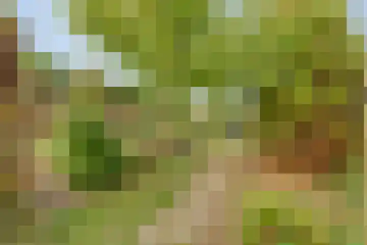 Boerendijk 64 Fijnaart thumbnail 36