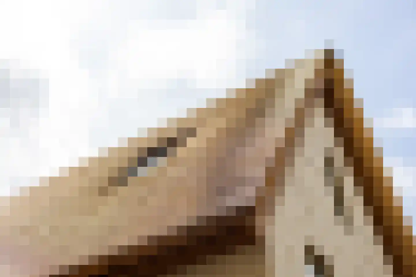 Boerenerf 11 Meerkerk thumbnail 7