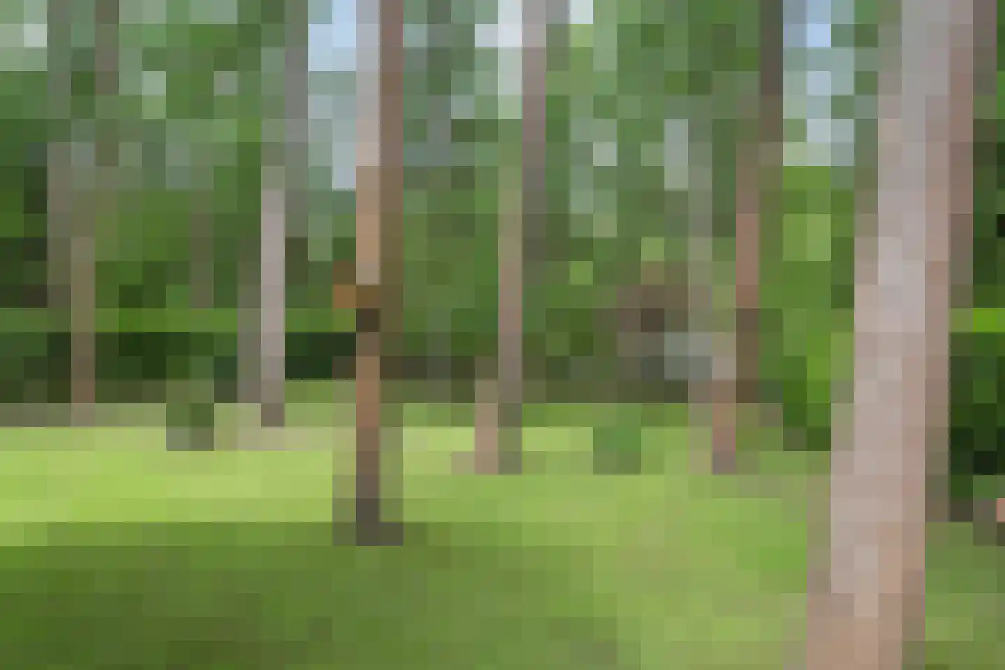Boerenweg 15 Norg thumbnail 38