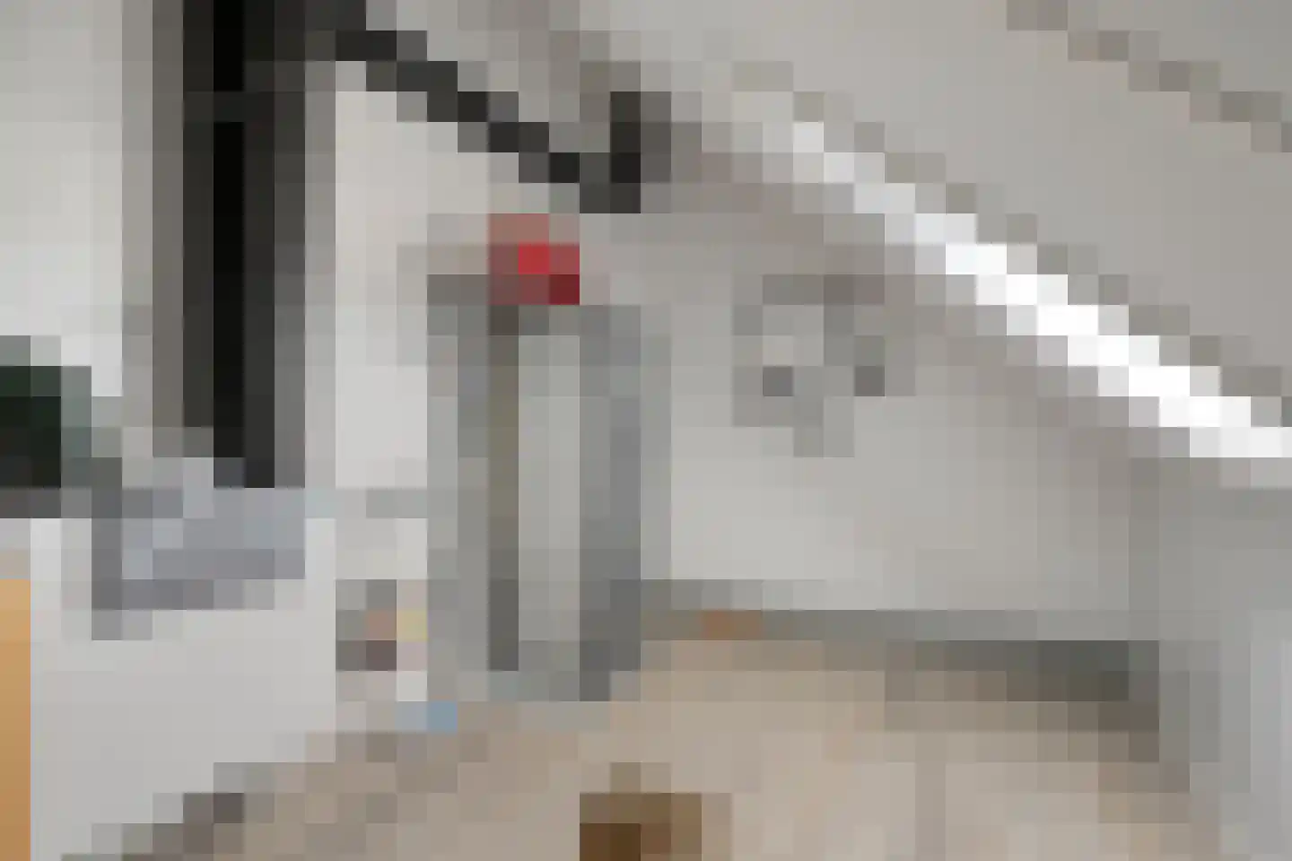 Boerenzwaluw 10 Vlijmen thumbnail 26