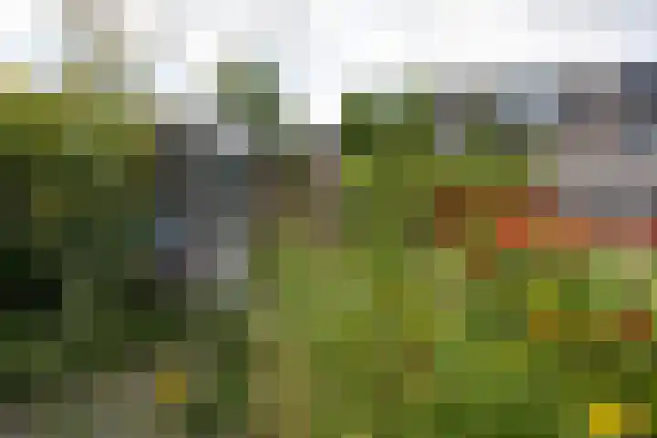 Boerenzwaluw 7 Zevenhoven thumbnail 20