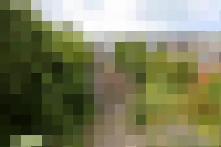 Boerenzwaluw 7 Zevenhoven thumbnail 21