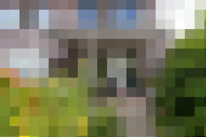 Boerenzwaluw 7 Zevenhoven thumbnail 22