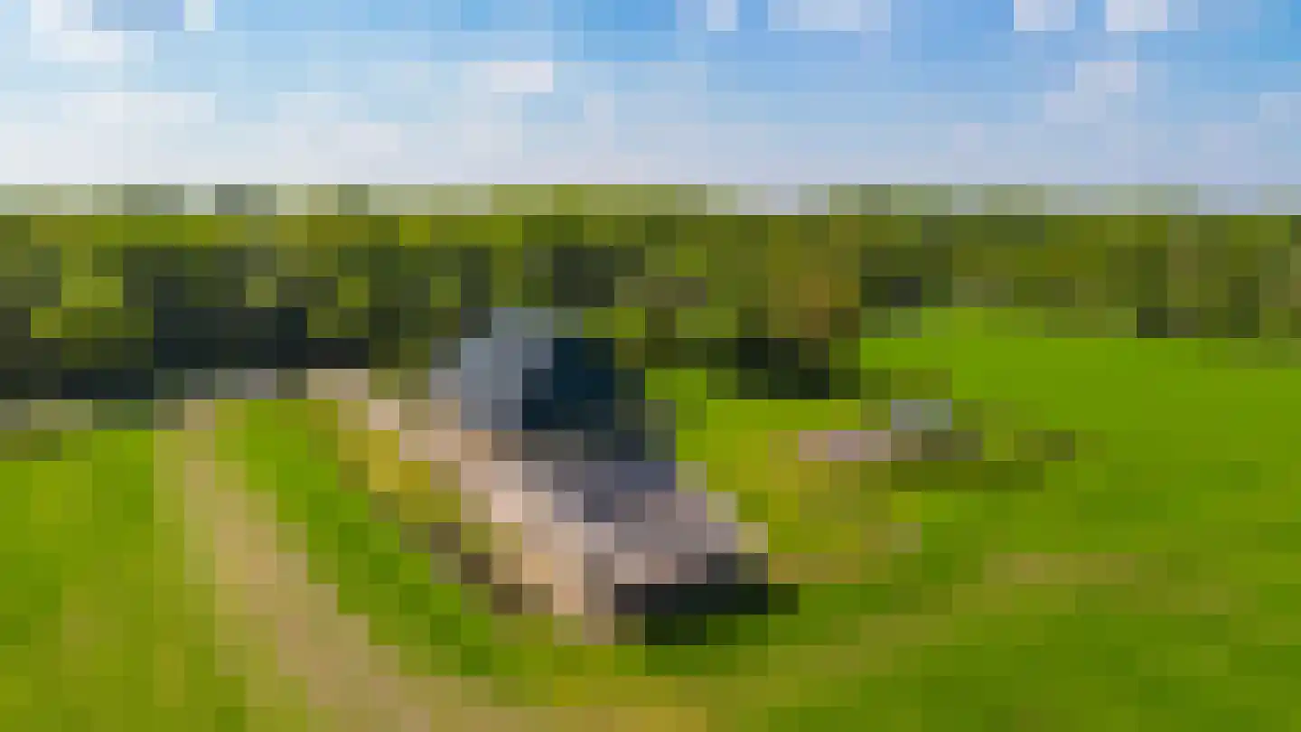 Boerestreek 1 Lippenhuizen thumbnail 11