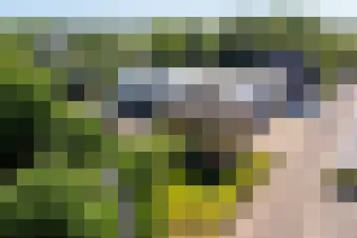 Boerfinne 4 Aldtsjerk thumbnail 47