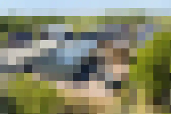 Boerfinne 4 Aldtsjerk thumbnail 50