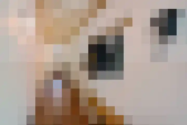 Boergrup 31 Vledderveen thumbnail 34