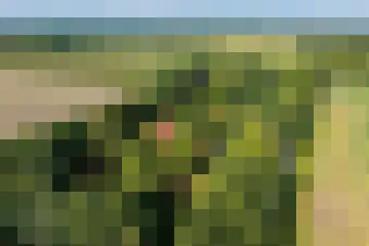 Boergrup 31 Vledderveen thumbnail 88