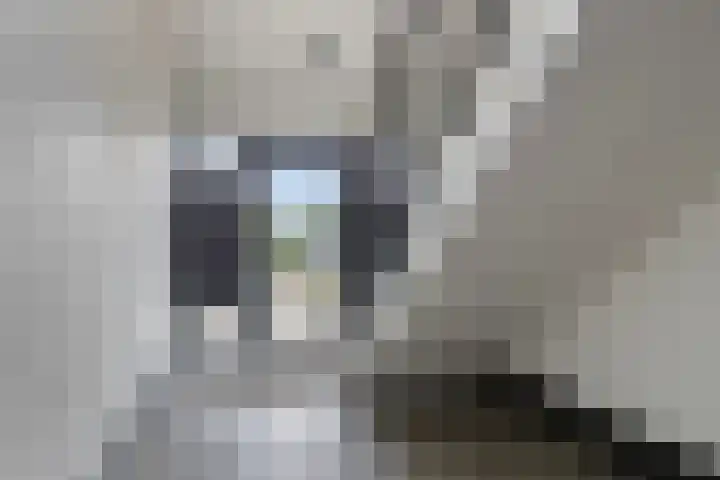Boerhaavelaan 155 Helmond thumbnail 11
