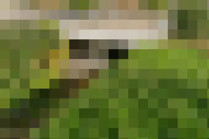 Boerhaavelaan 38 Tiel thumbnail 4