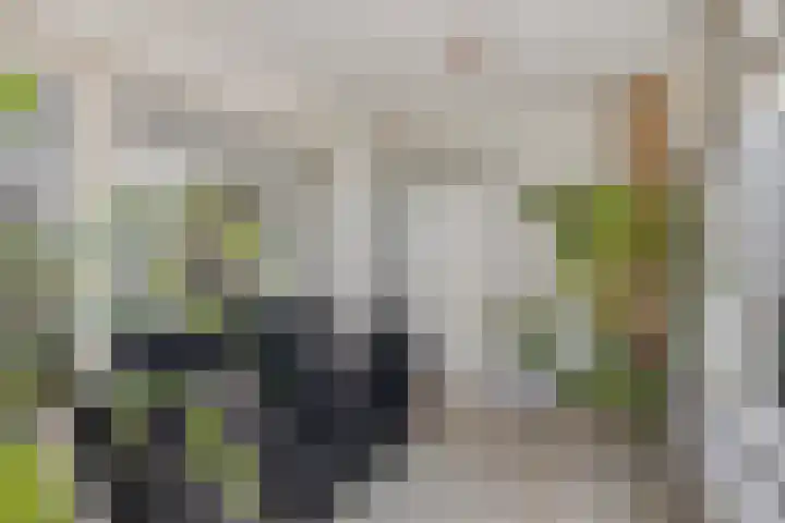 Boerhaavelaan 4 Helmond thumbnail 17