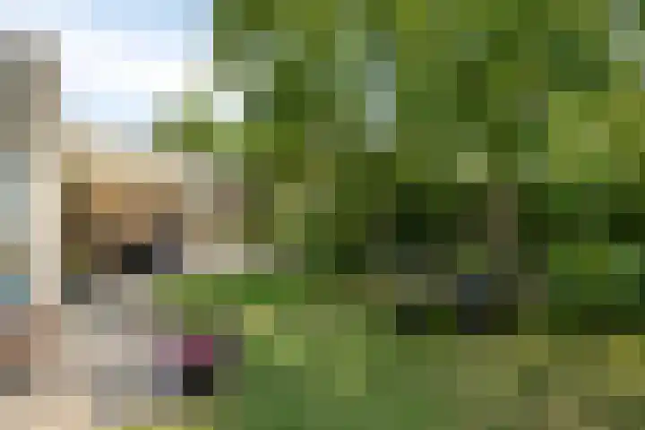 Boerhaavelaan 4 Helmond thumbnail 40