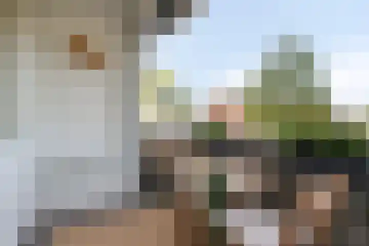 Boerhaavelaan 97 Helmond thumbnail 25