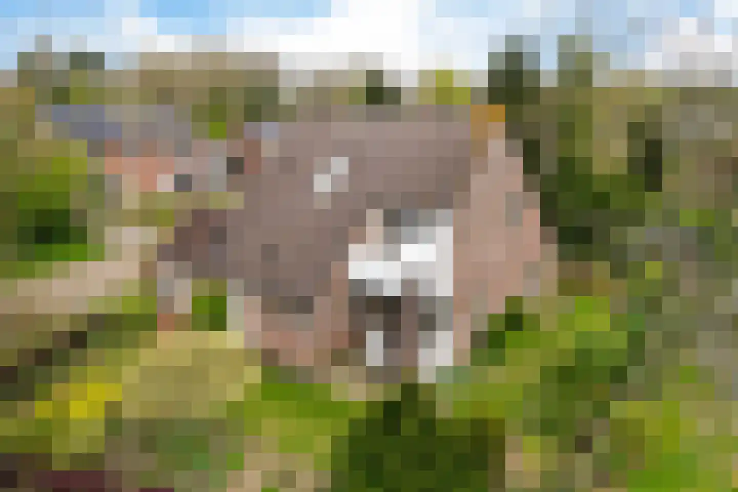 Boerhoorn 1 Oosterhesselen thumbnail 39