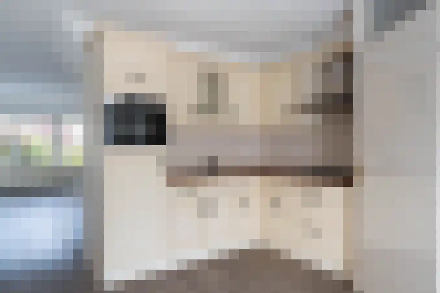 Boerhoorn 17 Glimmen thumbnail 16