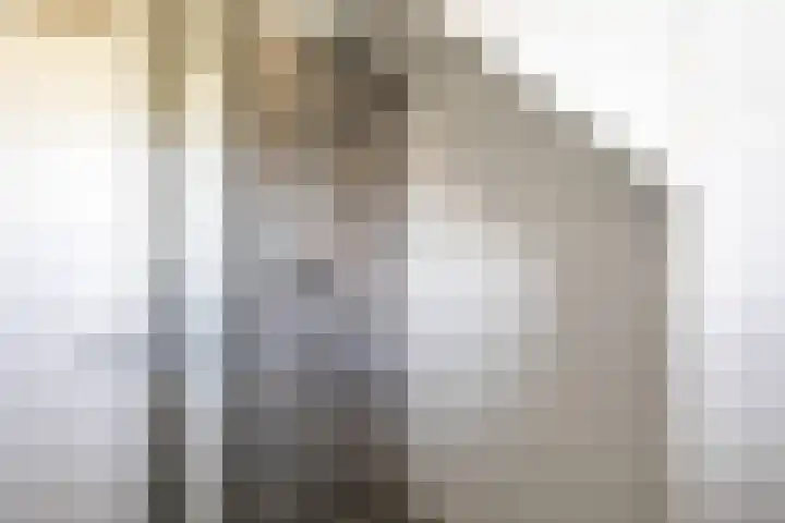 Boerhoorn 2 Vries thumbnail 30
