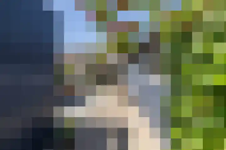 Boerhoorn 2 Vries thumbnail 37