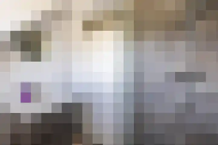 Boerhoorn 2 Vries thumbnail 4