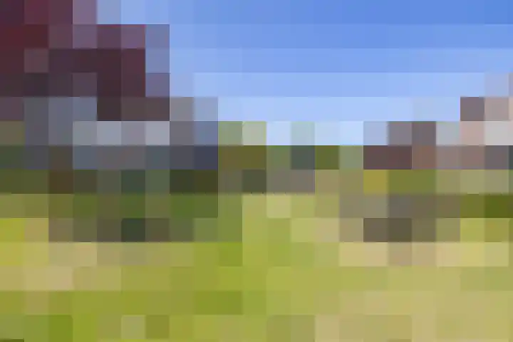 Boerhoorn 2 Vries thumbnail 6