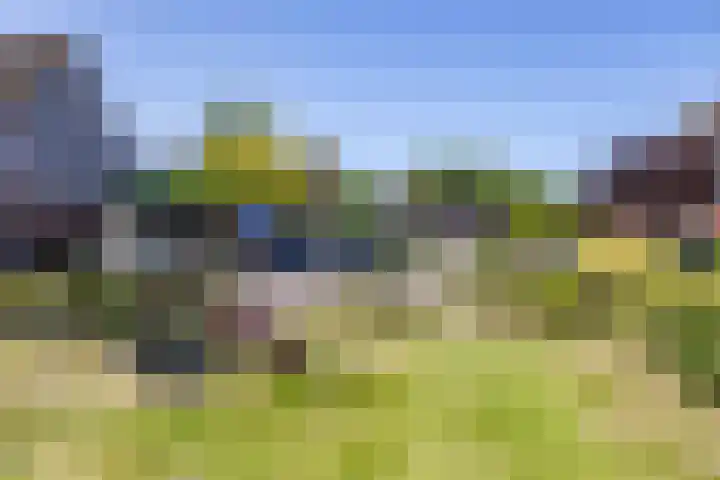 Boerhoorn 2 Vries thumbnail 7