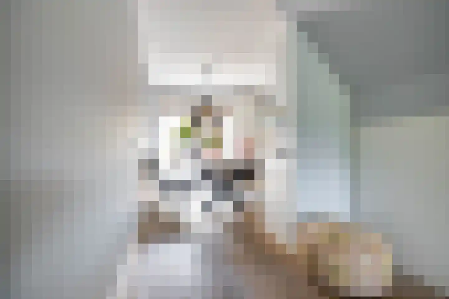 Boerhoorn 23 Glimmen thumbnail 13