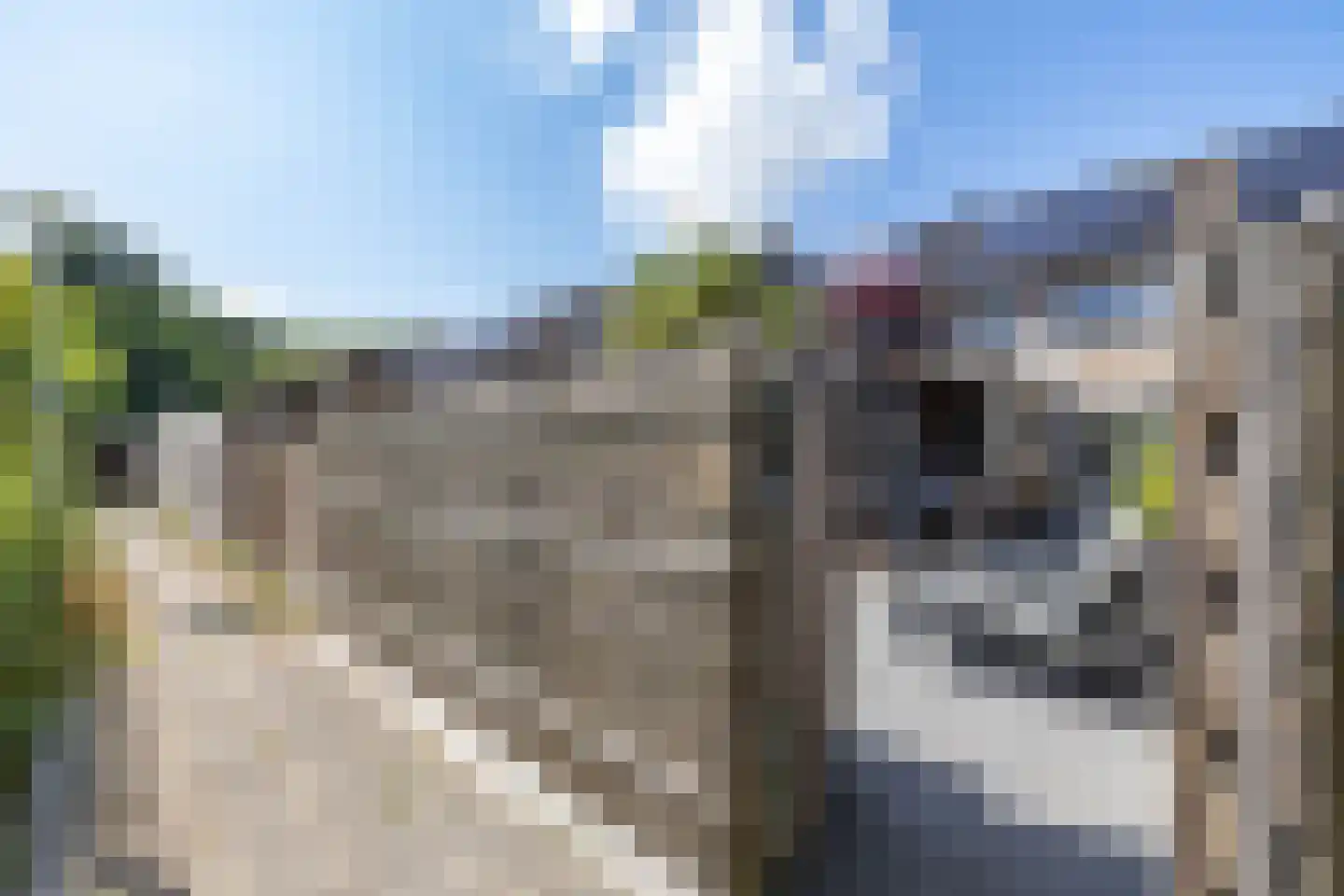 Boerhoorn 23 Glimmen thumbnail 31