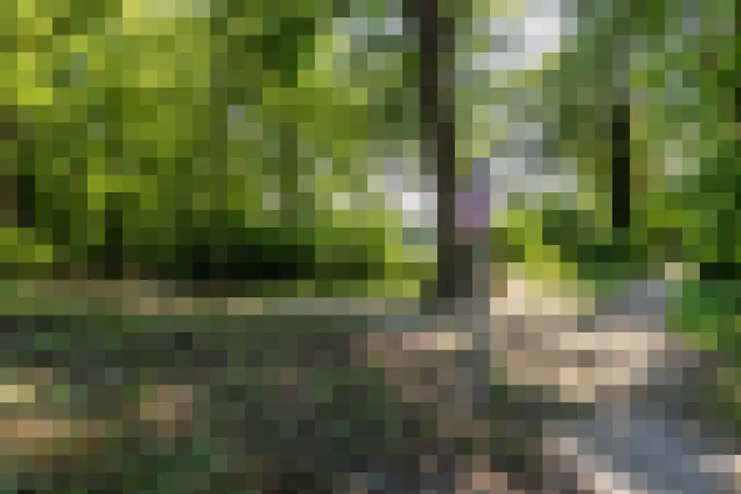 Boerhoorn 23 Glimmen thumbnail 32