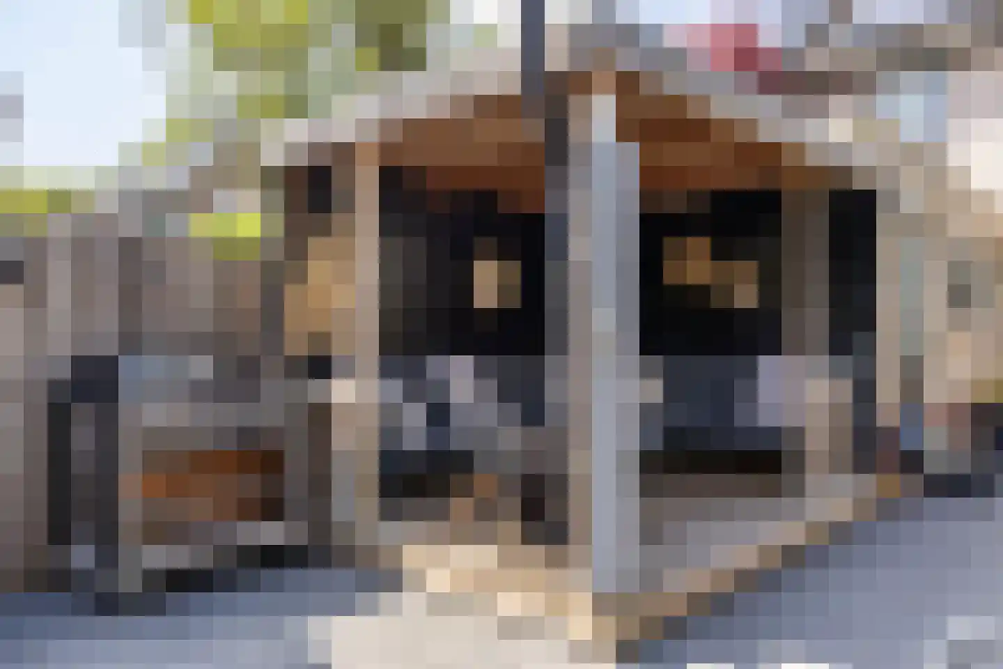 Boerhoorn 23 Glimmen thumbnail 32