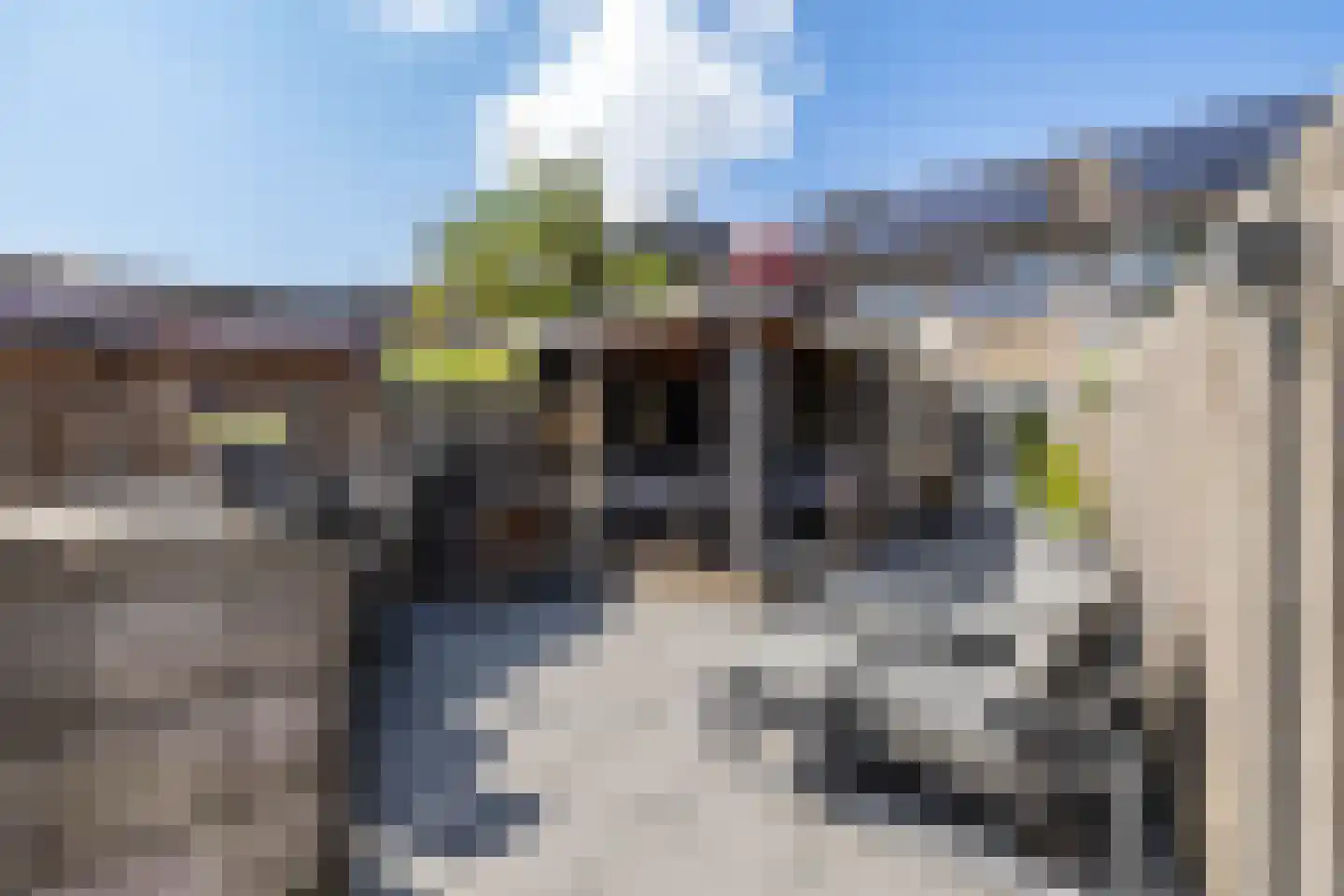 Boerhoorn 23 Glimmen thumbnail 5