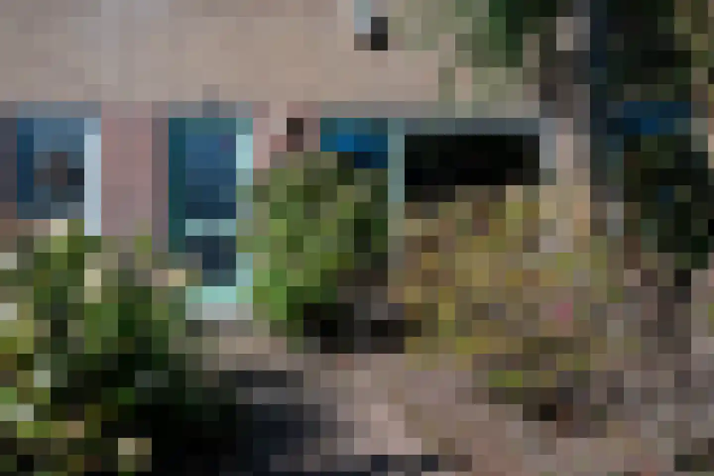 Boerhoorn 3 Glimmen thumbnail 13
