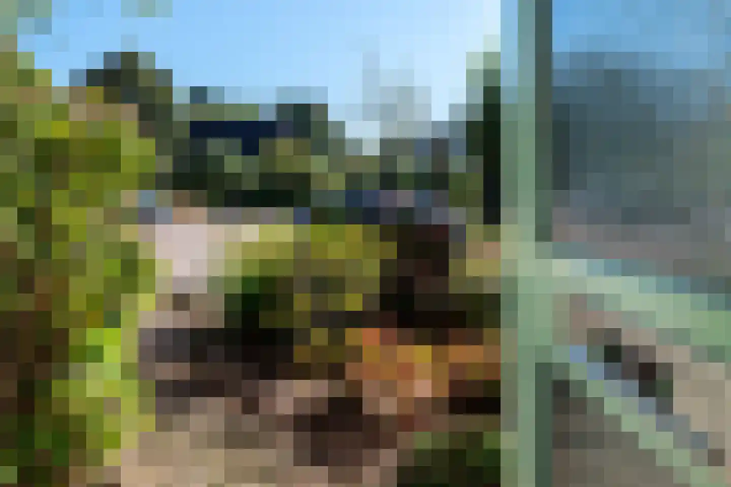 Boerhoorn 3 Glimmen thumbnail 14
