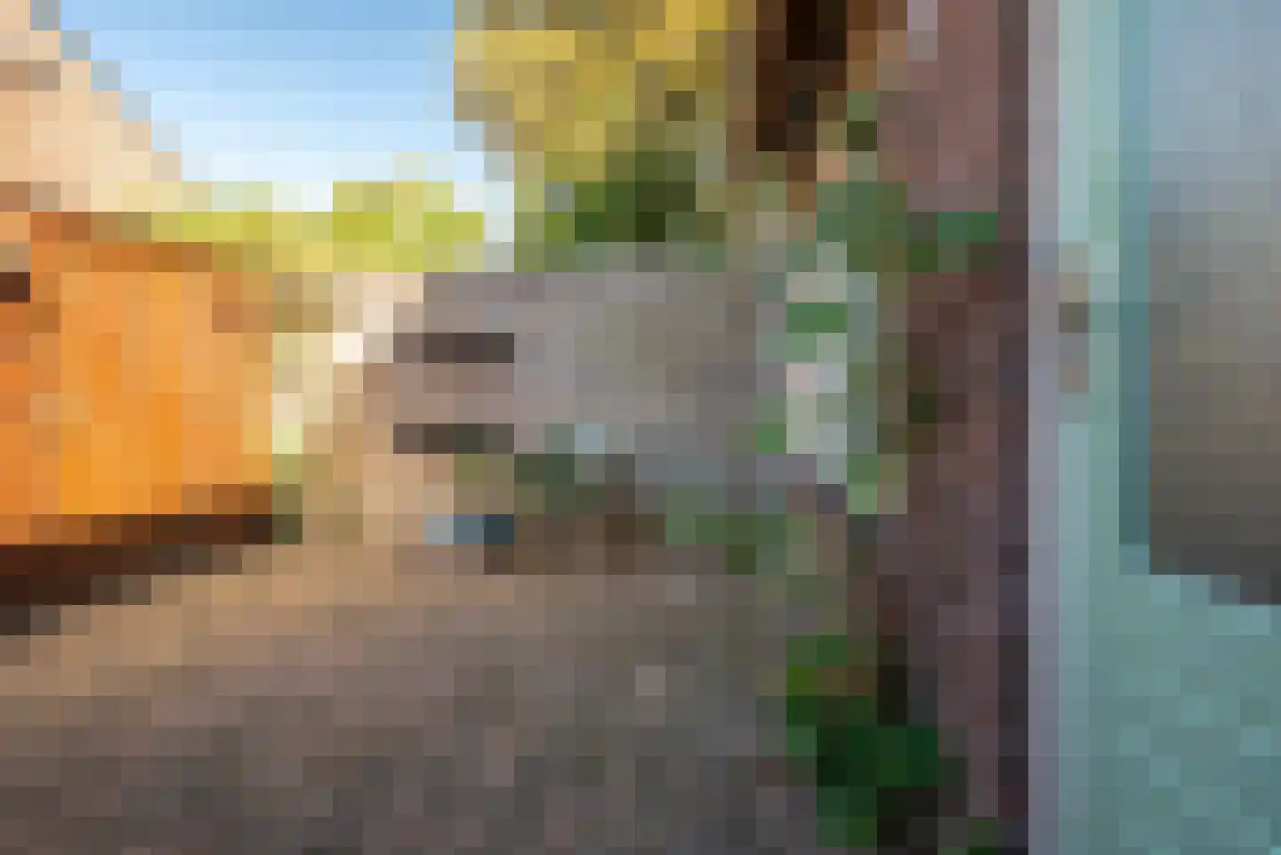 Boerhoorn 3 Glimmen thumbnail 47