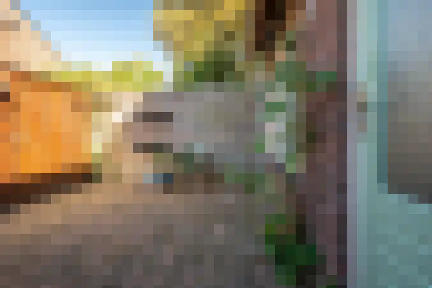 Boerhoorn 3 Glimmen thumbnail 5