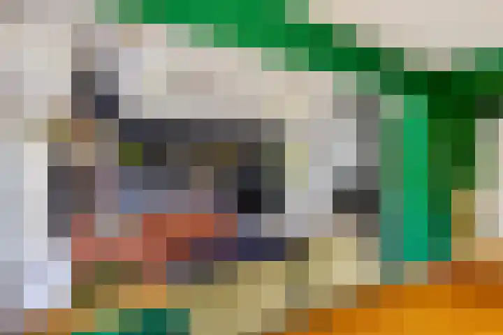 Boerhoorn 4 Oosterhesselen thumbnail 19