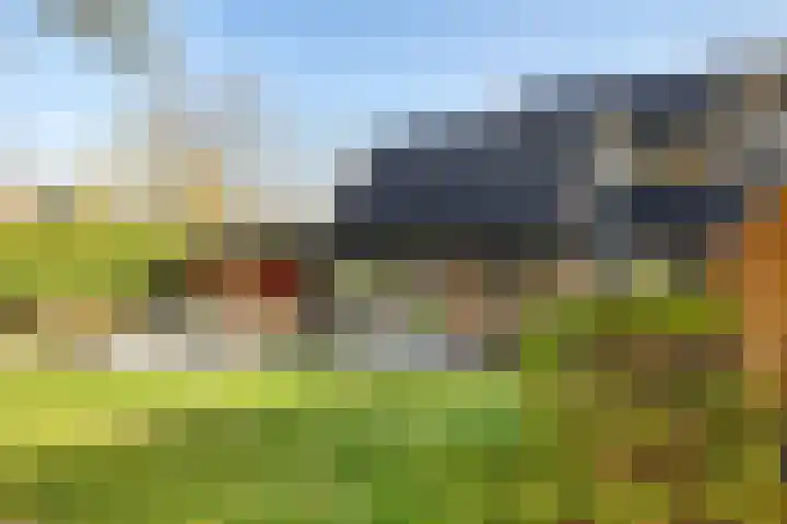Boerhoorn 4 Oosterhesselen thumbnail 4