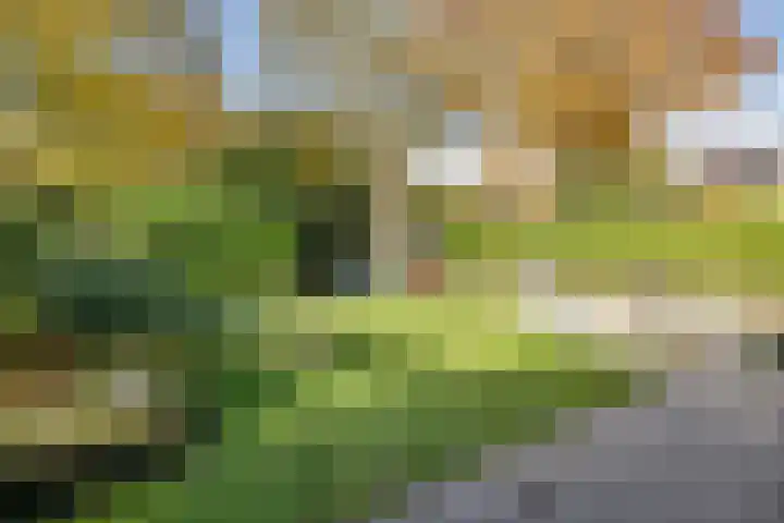 Boerhoorn 4 Oosterhesselen thumbnail 50