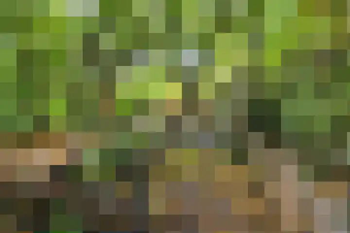 Boerhoorn 4 Oosterhesselen thumbnail 52