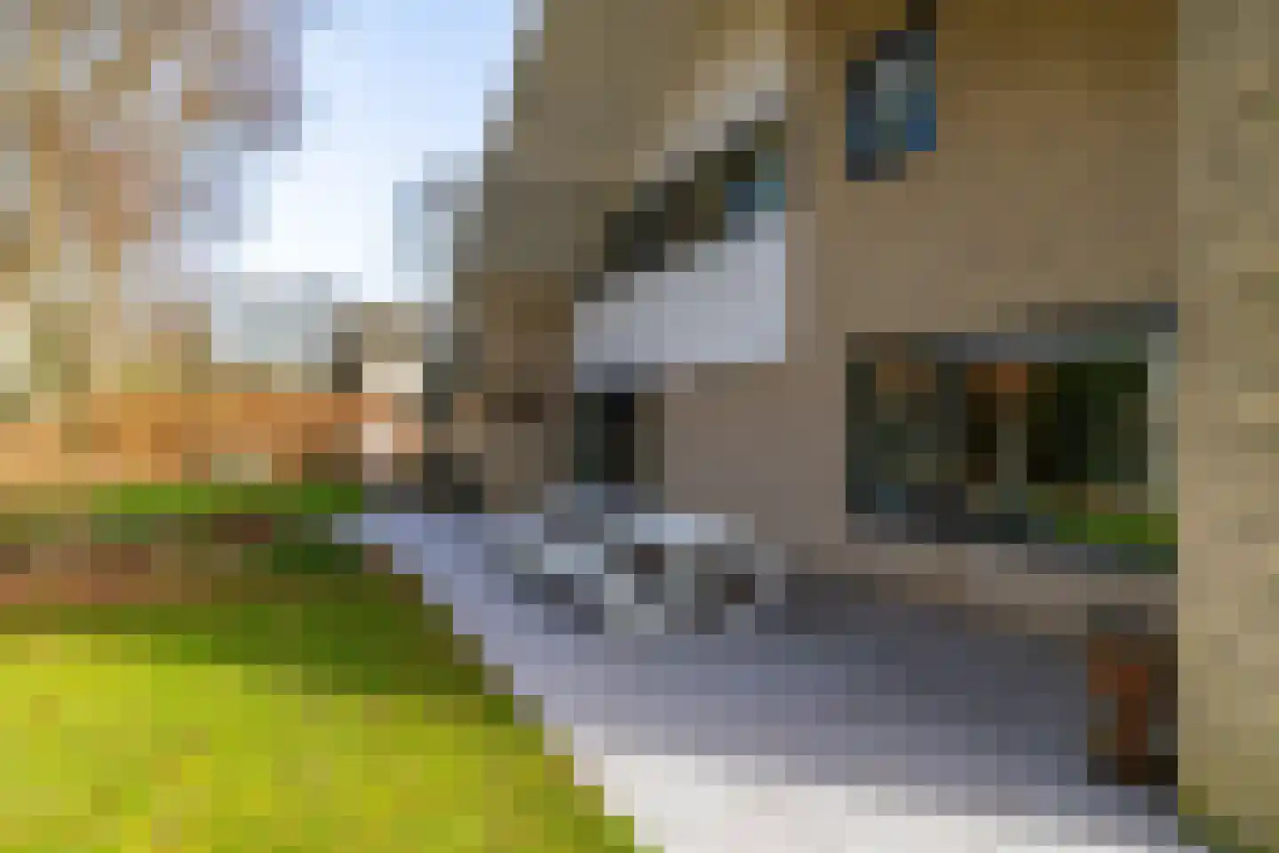 Boerhoorn 6 Glimmen thumbnail 10