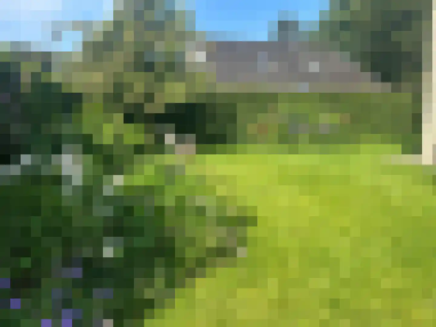 Boerhoorn 6 Glimmen thumbnail 14