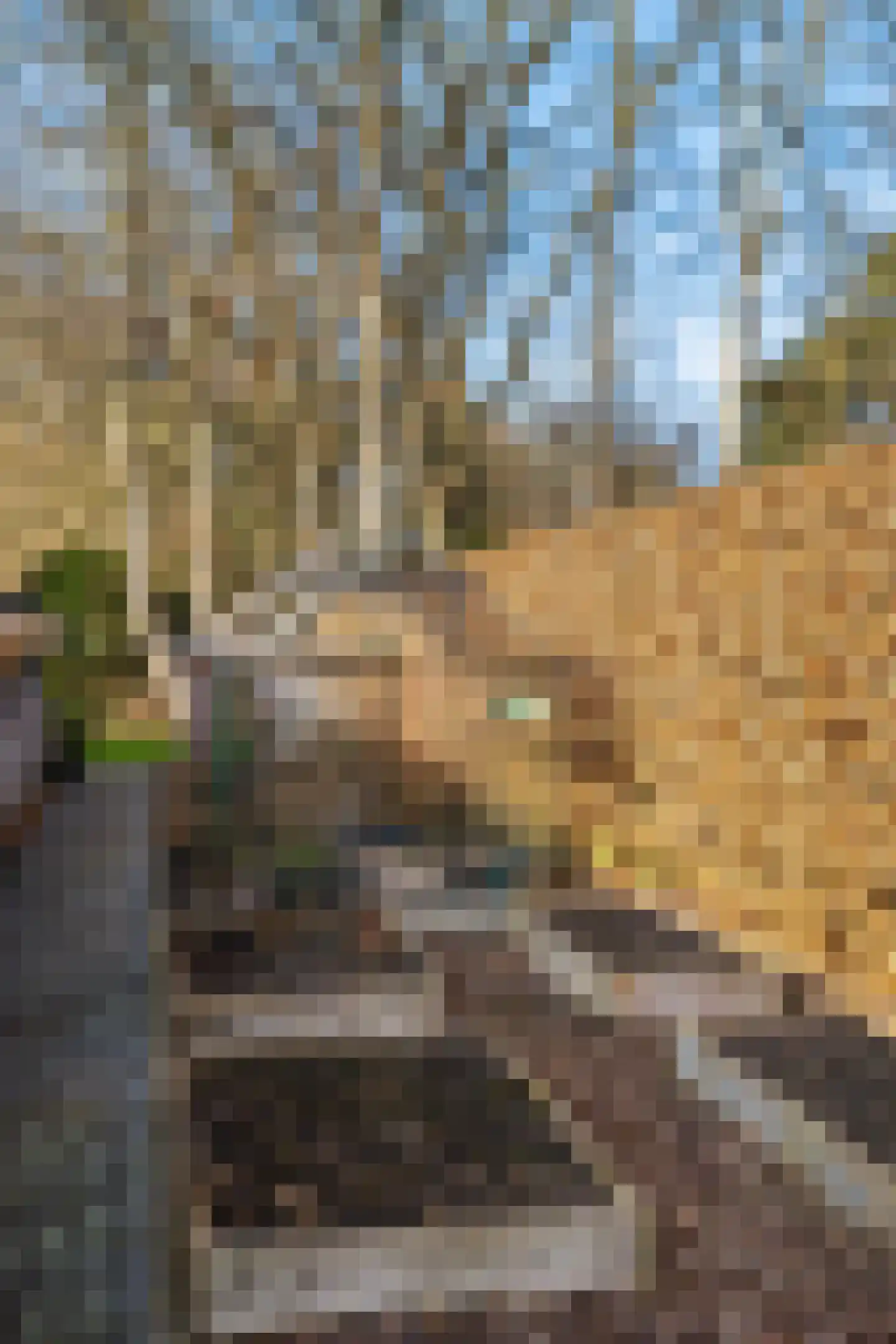 Boerhoorn 6 Glimmen thumbnail 16