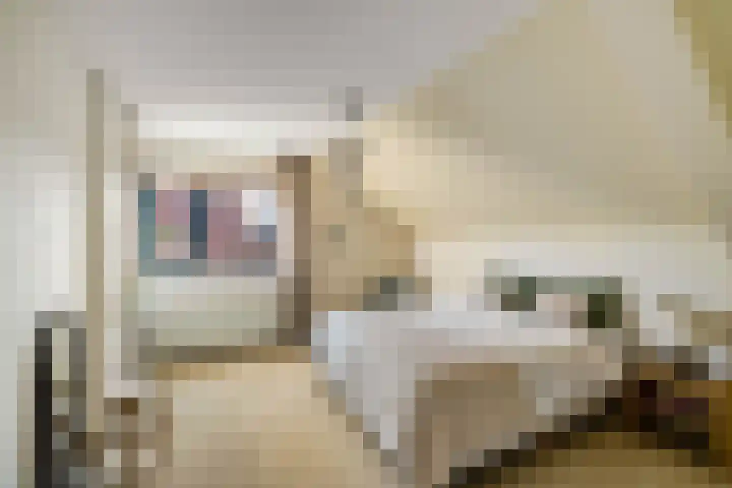 Boerhoorn 6 Glimmen thumbnail 31