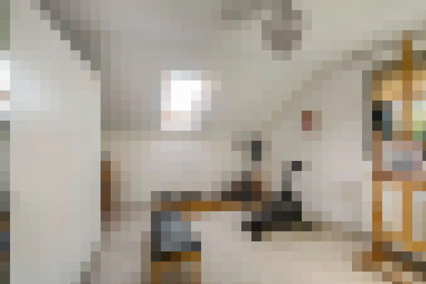 Boerhoorn 6 Glimmen thumbnail 33