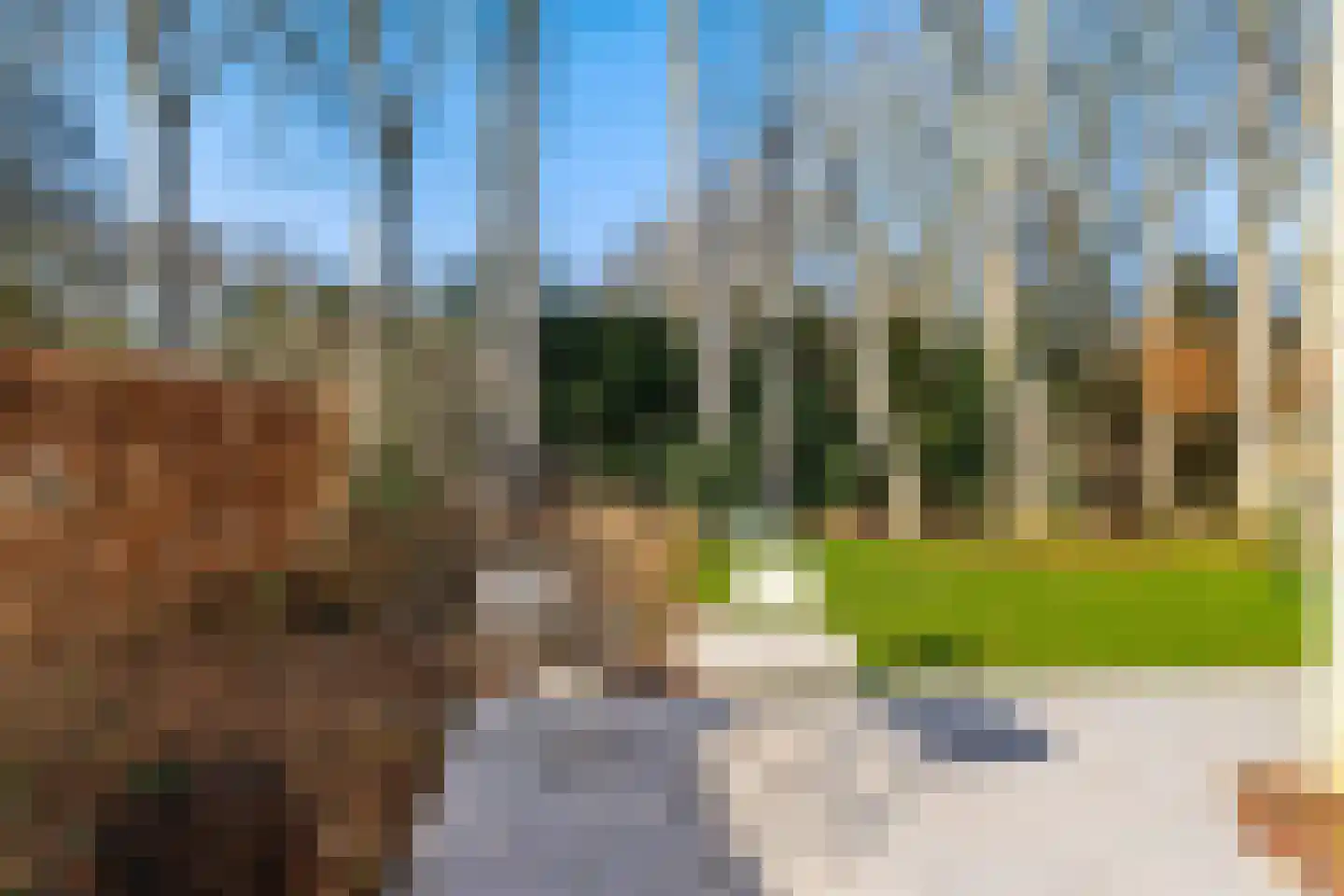 Boerhoorn 6 Glimmen thumbnail 7