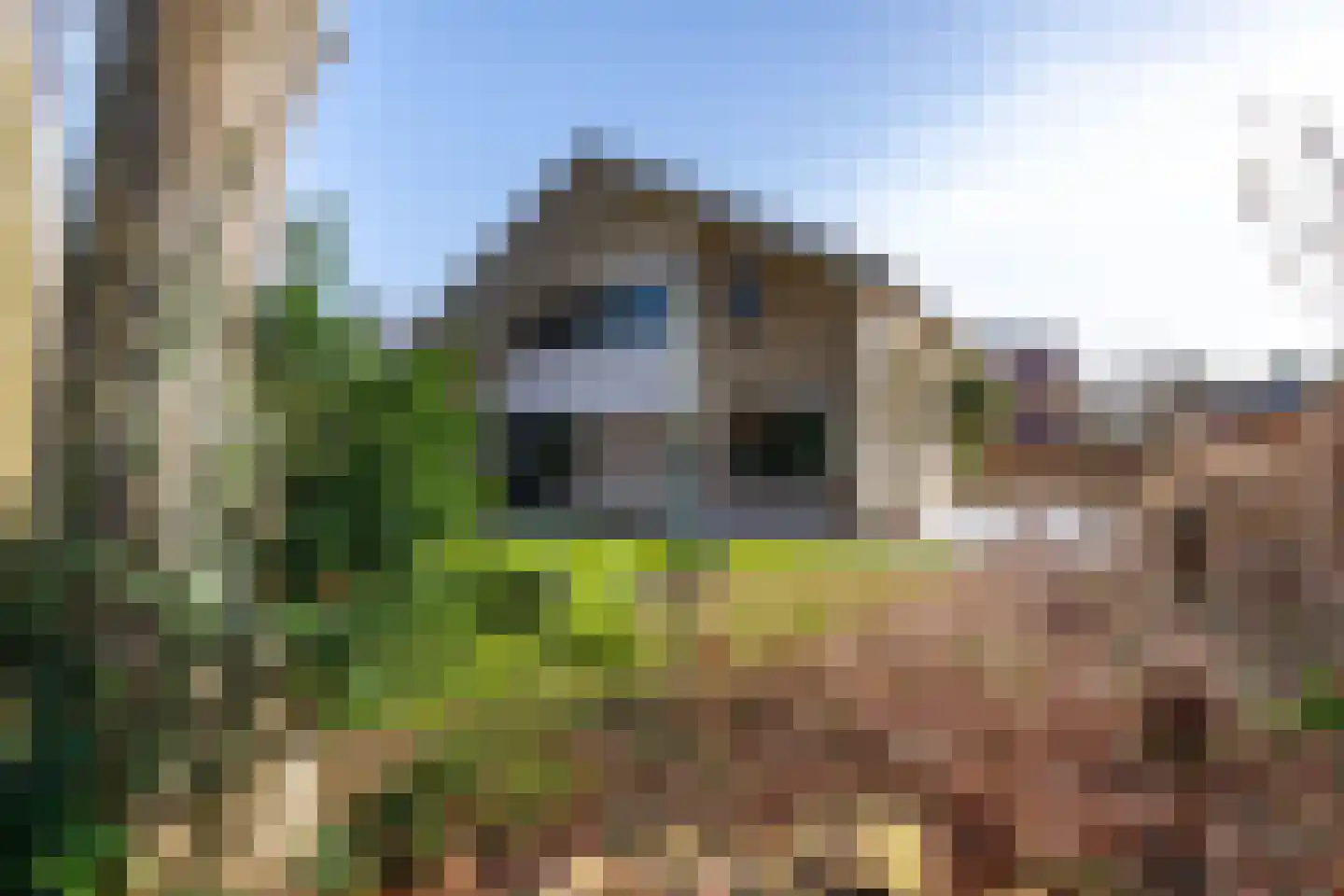Boerhoorn 6 Glimmen thumbnail 8