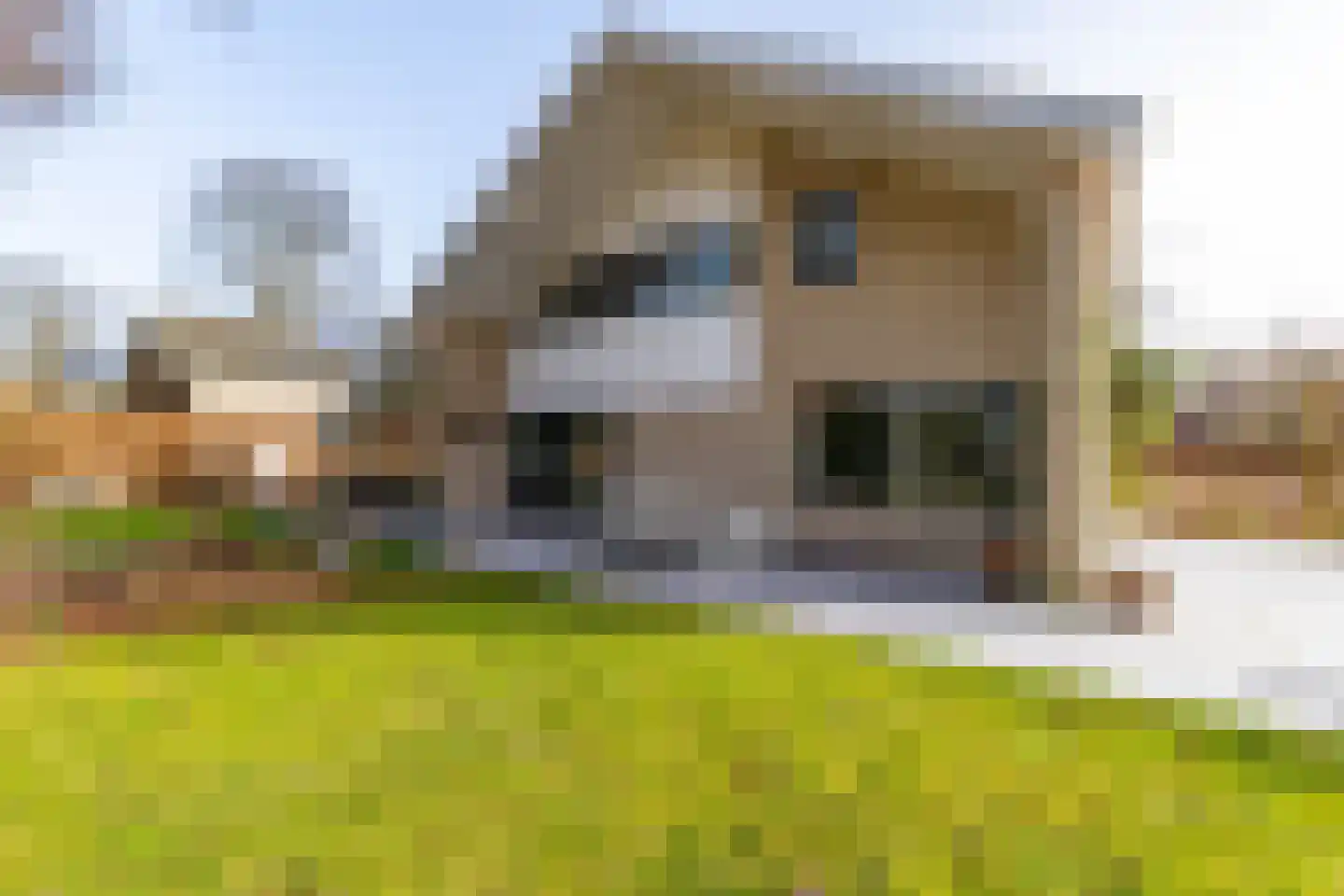 Boerhoorn 6 Glimmen thumbnail 9